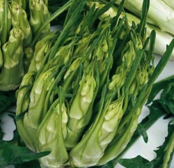 Puntarelle 1