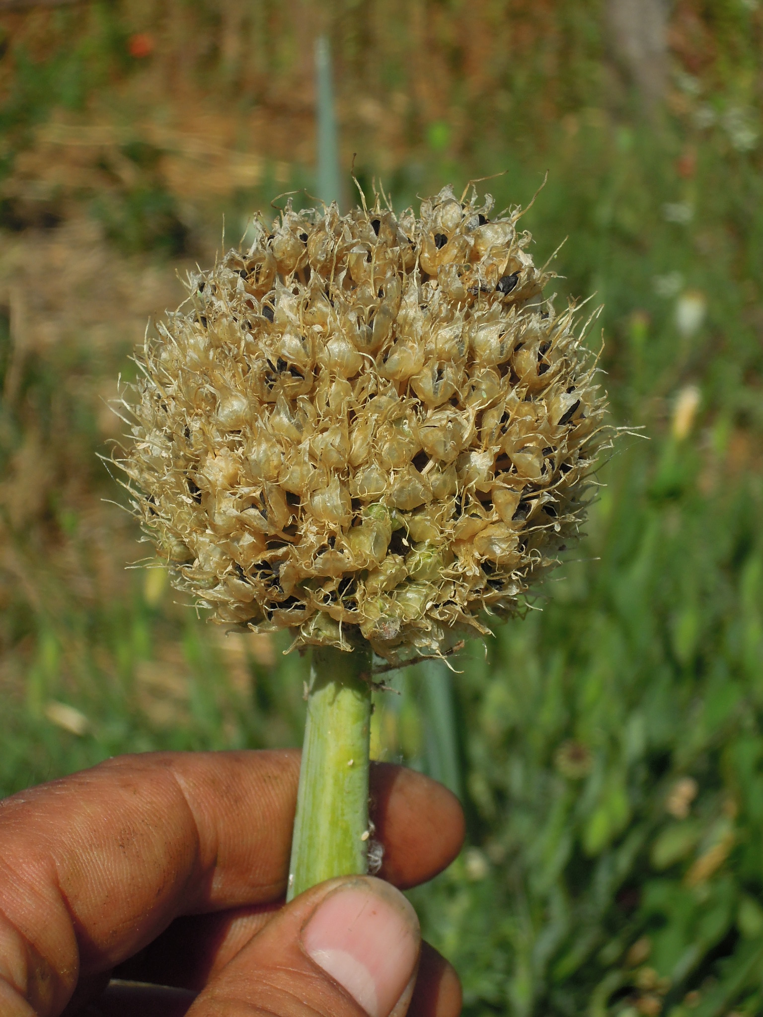 0 Ciboule