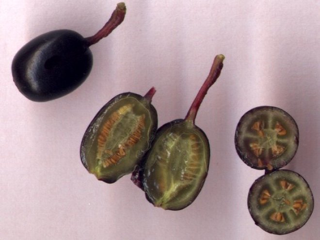 Fuchsia Fruit