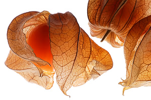 Physalis 1