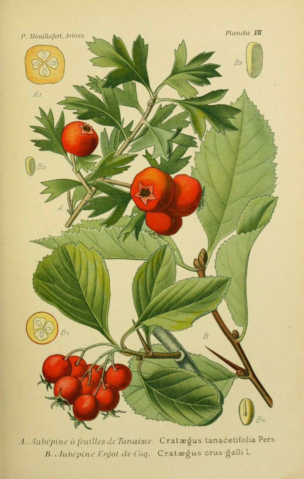 Crataegus Crus Galli