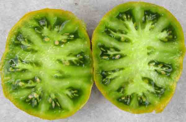 Tomate Green Velvet