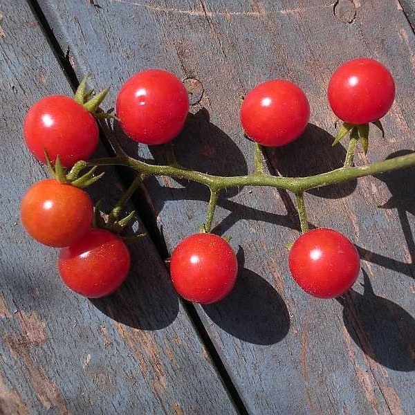 Tomate Petit Moineau