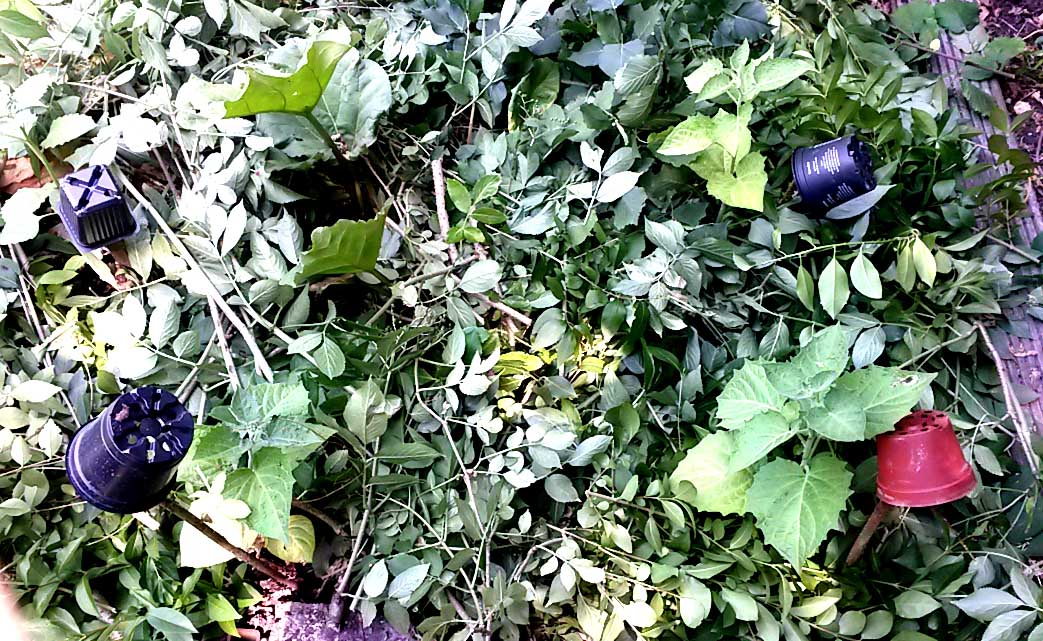 Paillage 1