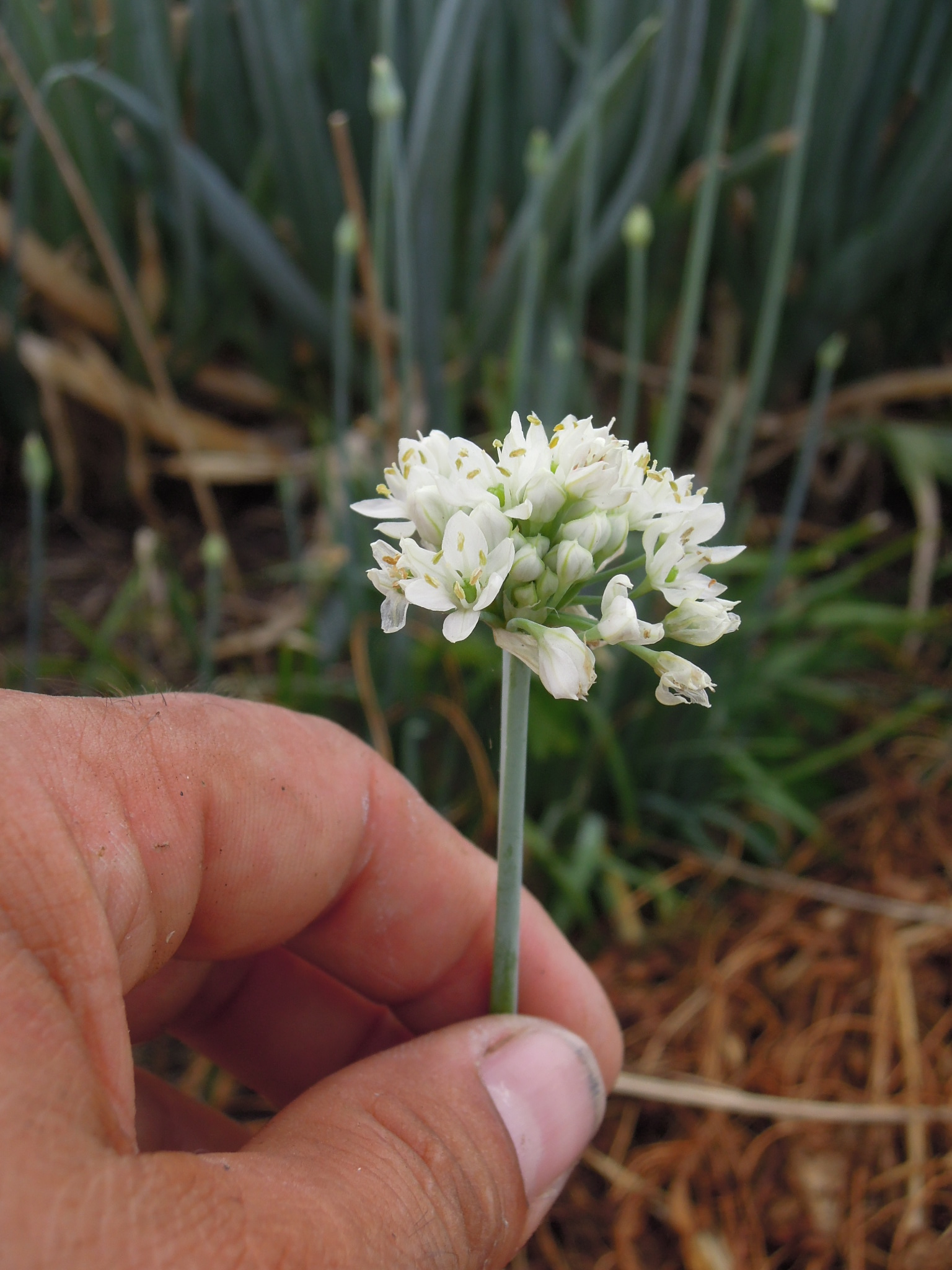 Allium Tuberosum   Ciboule De Chine