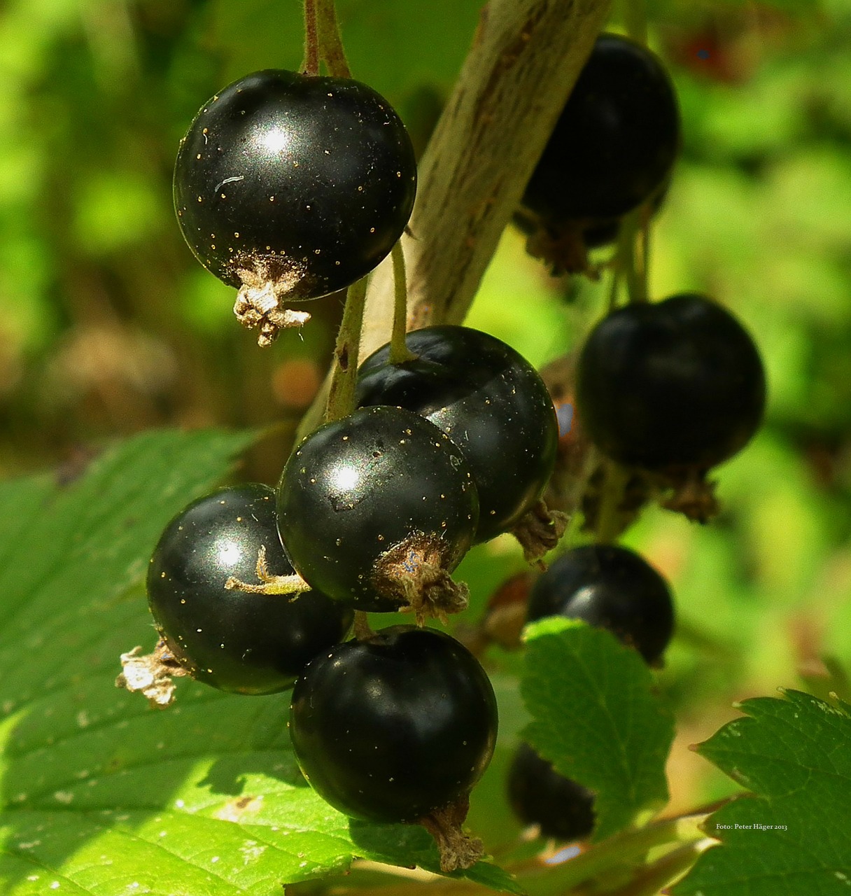 Blackcurrant 219775 1280