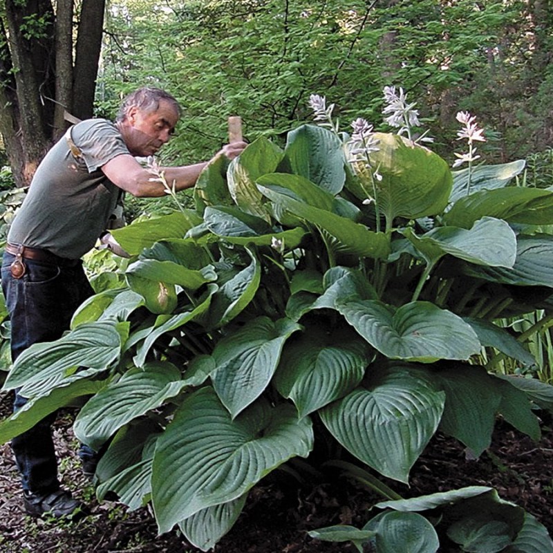 Hosta 2