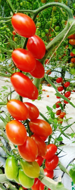 Tomate Olivette